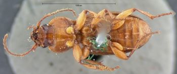 Media type: image;   Entomology 5652 Aspect: habitus ventral view